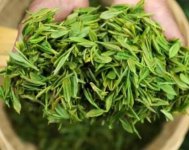 茶樹產(chǎn)量高嗎？一畝產(chǎn)多少斤？