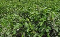 2024年4月茶樹最新詳情：茶樹過度種植、供過于求
