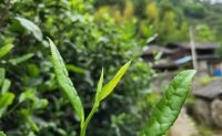 4月19日最新咨詢：“七安紅”春茶開始采收，新